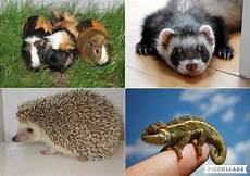 ferret, hedgehog, bird, lizard, surgery, medicine, dentistry, fish, hamster, guinea pig